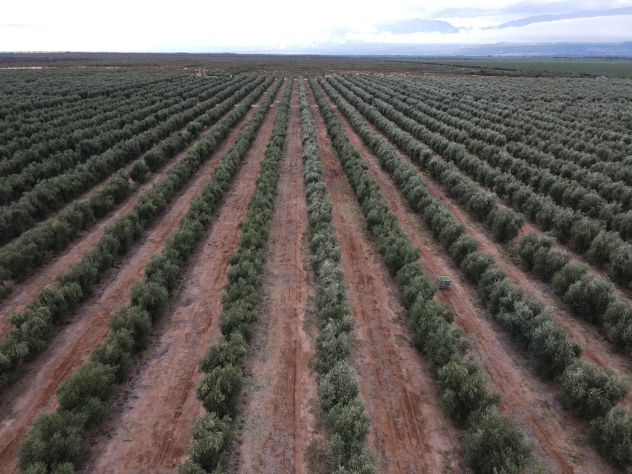 dji_export_1647002293422